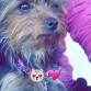 Tita es una perrita muy obediente y le encanta dormir debajo de las cobijas... es mu consentida
